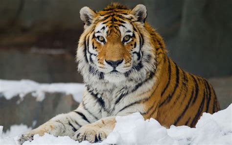 Siberian Tiger Wallpapers - Wallpaper Cave