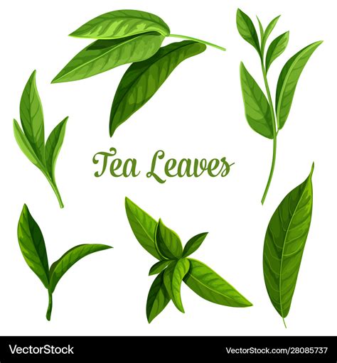 Green or black tea leaves botanical plant design Vector Image