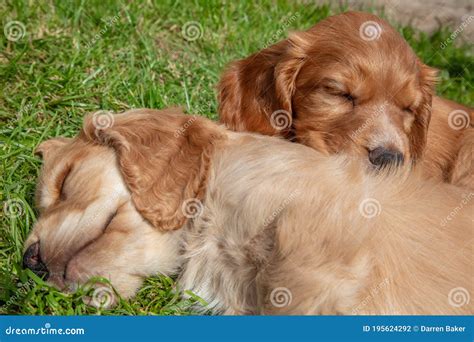 Cute Brown Puppy Dogs Sleeping on Grass Stock Photo - Image of cute, young: 195624292