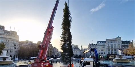 The Trafalgar Square Christmas tree has arrived and it sums up the state of Britain right now ...