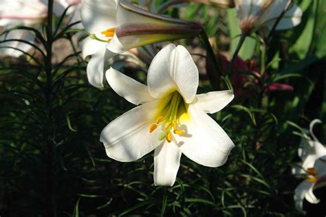 How to Transplant and Care for Easter Lilies After Blooming