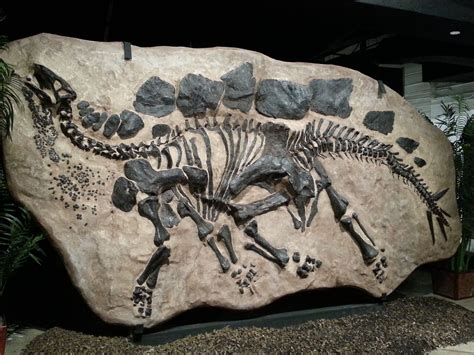 Stegosaurus - Colorado State Fossil | Fossils, Dinosaur, Dinosaur fossils