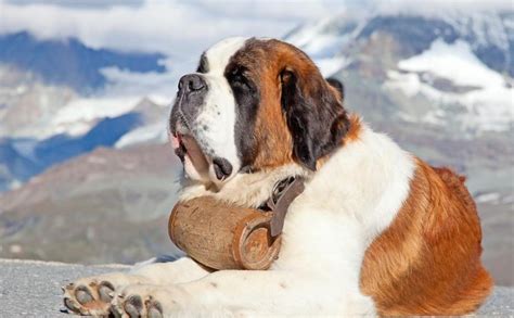 Saint Bernard - Big dog breed, good with kids - K9 Research Lab