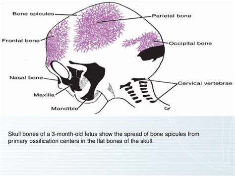 Skull Development