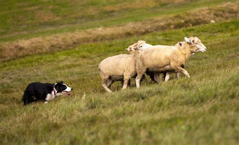 30 Herding Dog Breeds: Canines Who Love Corralling Livestock!