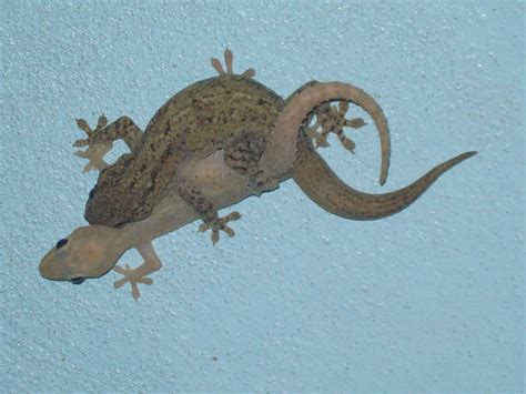 Laguna de Apoyo, Nicaragua: Gecko whoopee