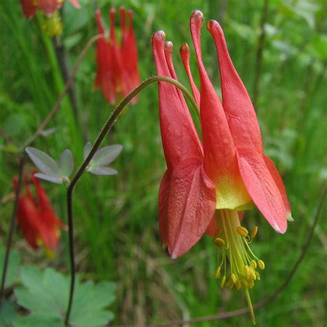 Intern Blog - Columbine Flower