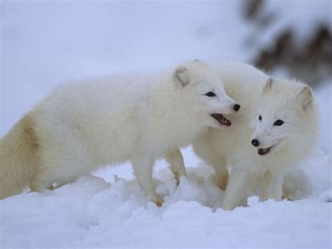 Adaptations Of An Arctic Fox - Behavioral, Structural & Physiological - Zooologist