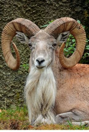 Punjab Urial - Punjab Wildlife and Parks Department