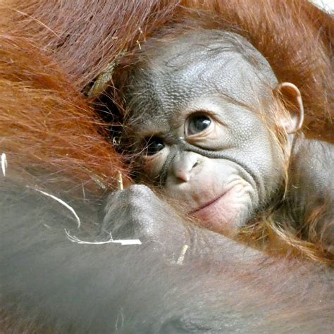 Orangutan Rescue Against Wildlife Trafficking