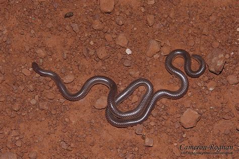 Red Cliffs Desert Reserve » Western Blind Snake