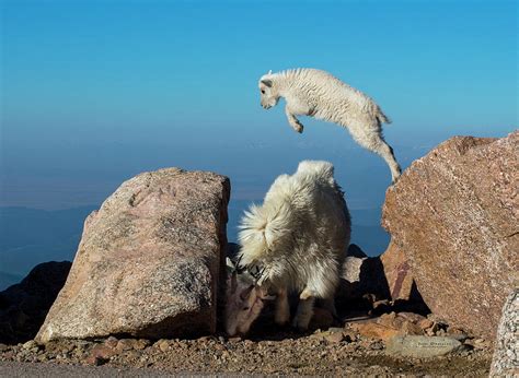 Leaping baby mountain goat Photograph by Judi Dressler | Pixels