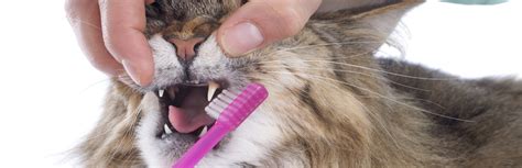 Best Cat Toothbrush (Review) in 2019 | My Pet Needs That