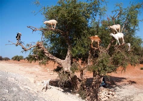 Argan tree goats in Morocco