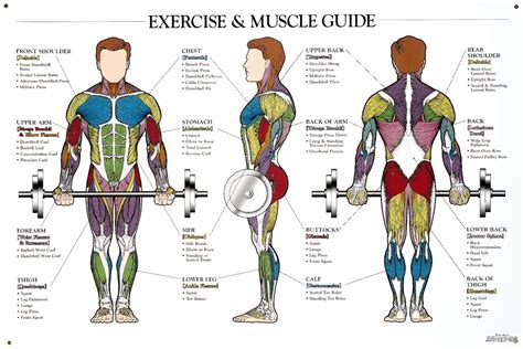 Muscle Anatomy Workout Image