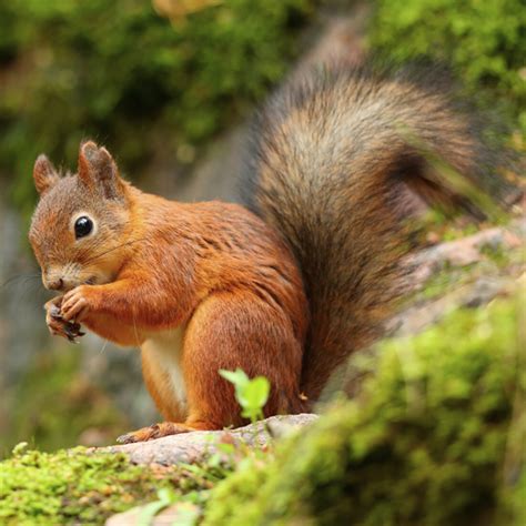 Red Squirrel Identification, Habitat & Behavior | Ja-Roy