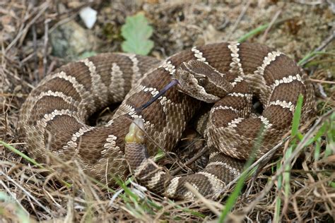 Timber Rattlesnake Identification