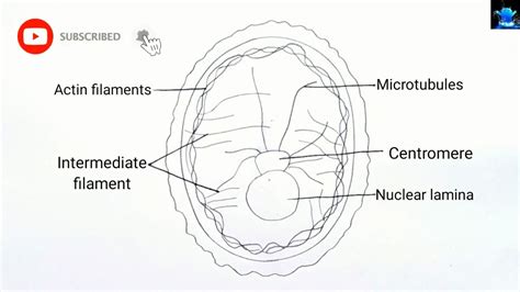 How to draw structure of cytoskeleton in simple steps | #diagram, #draw, #drawdiagram, # ...