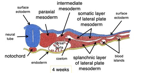 Lateral Plate Mesoderm