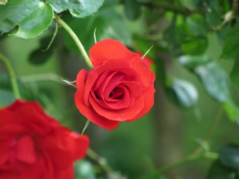 The Complete Miniature Roses Care Guide - Garden and Happy