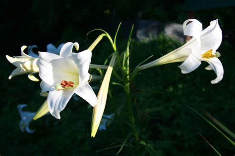 How To Care For Easter Lilies • Insteading