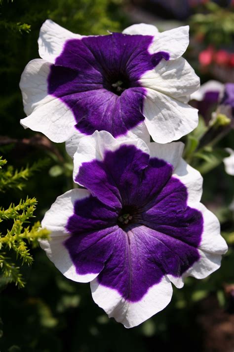 The 25+ best Petunia flower ideas on Pinterest | Petunias, Outdoor flower pots and Euphorbia plant