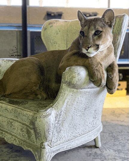 This Rescue Puma Can't Live In The Wild, So He Spends His Days In A ...