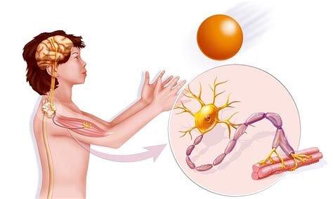 Neuromuscular system and diseases | healthdirect