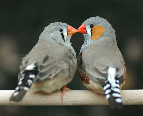 Zebra Finch - Feathers N Friends Exotic Birds