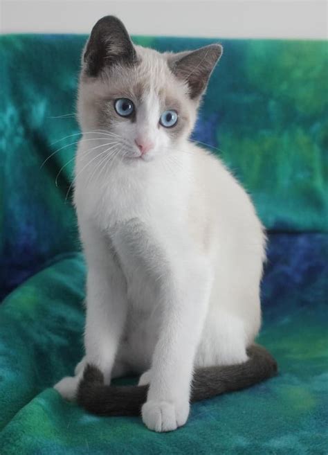 Snowshoe Siamese Cat Breeders - British Shorthair