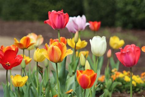 How Deep Plant Tulip Bulbs - Back Gardener