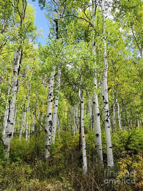 Aspen trees in Colorado Photograph by Elizabeth M - Pixels