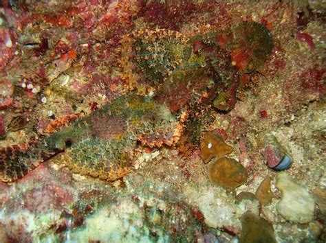 Stonefish - Master of Camouflage (20 pics)