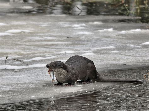 Lutra lutra European otter Loutre Europe Fischotter