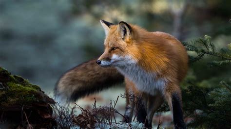 Red Fox Wallpaper 4k | Hot Sex Picture