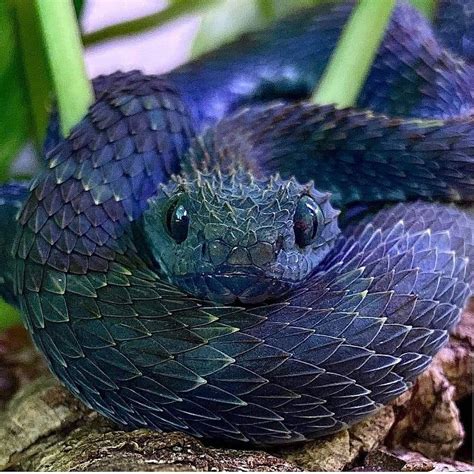 Bush Viper | Cute reptiles, Pretty animals, Cute animals