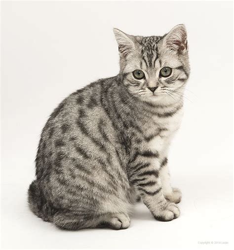 Tabby Cat Breeds Short Hair - Pets Lovers