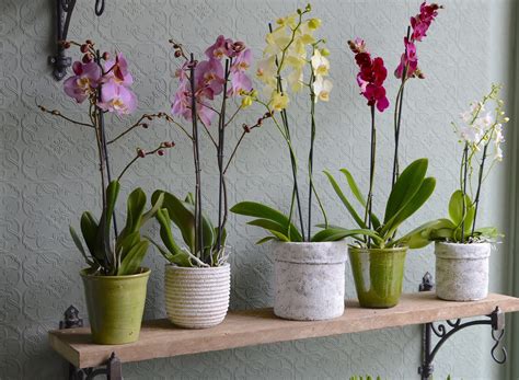 Orchid Plants | Kensington Flowers