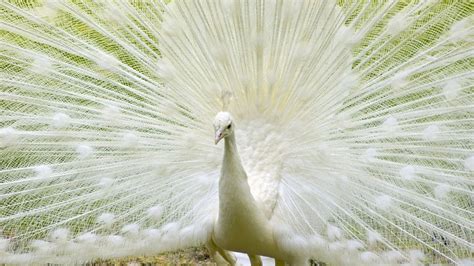 White Peacock Wallpapers - Wallpaper Cave