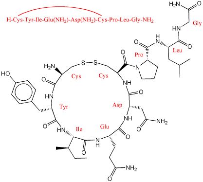 Oxytocin, What is Oxytocin? About its Science, Chemistry and Structure