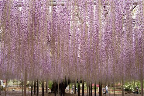 Wow! Beautiful Wisteria Vine Flowering Plant - ALLRefer