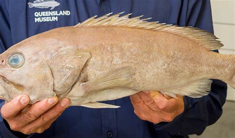 New grouper species discovered in Australian fish market