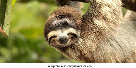 Cute Sloth Hanging From Tree Sloth Sanctuary - Sloth Of The Day