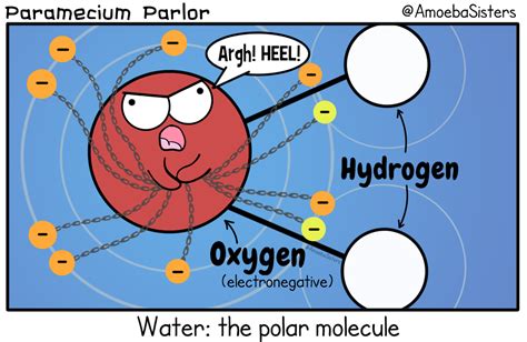 Water the Polar Molecule - SCIENCE WITH THE AMOEBA SISTERS