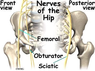 Hip Anatomy | eOrthopod.com