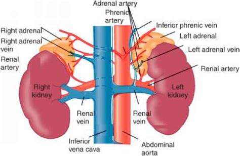 Physiology anatomy and biochemistry of the adrenal gland ...