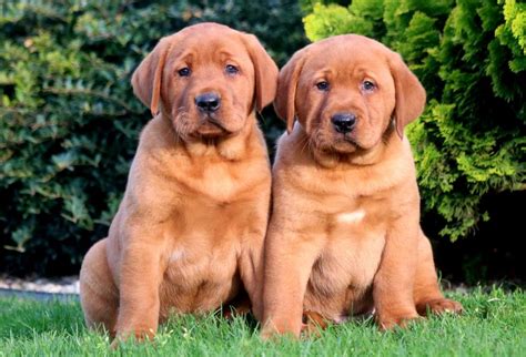 Fox Red Lab Puppies for Sale - Keystone Puppies