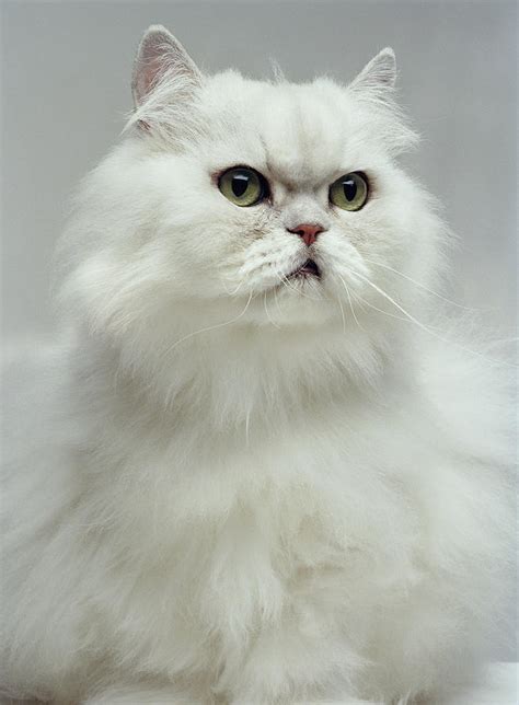 White Persian Cat, Close-up Digital by Daniel Day