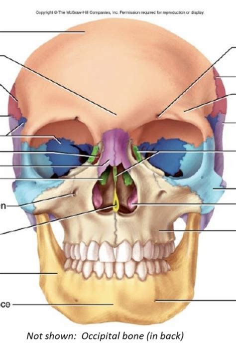 Front Skull Bones Diagram | Quizlet