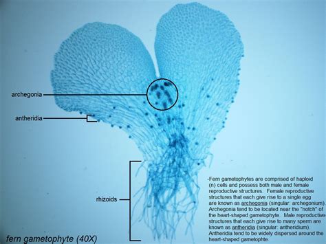 A- fern gametophyte 40X